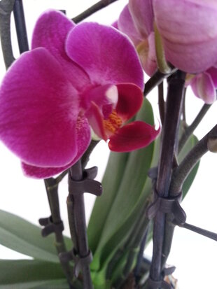 Orchidee Vlinderclip Small